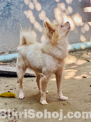 এমিরিকান স্পিচ কুকুর